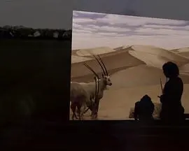 《何处是巧克力山》：一场治愈心灵的旅程，寻找失落的爱与自我