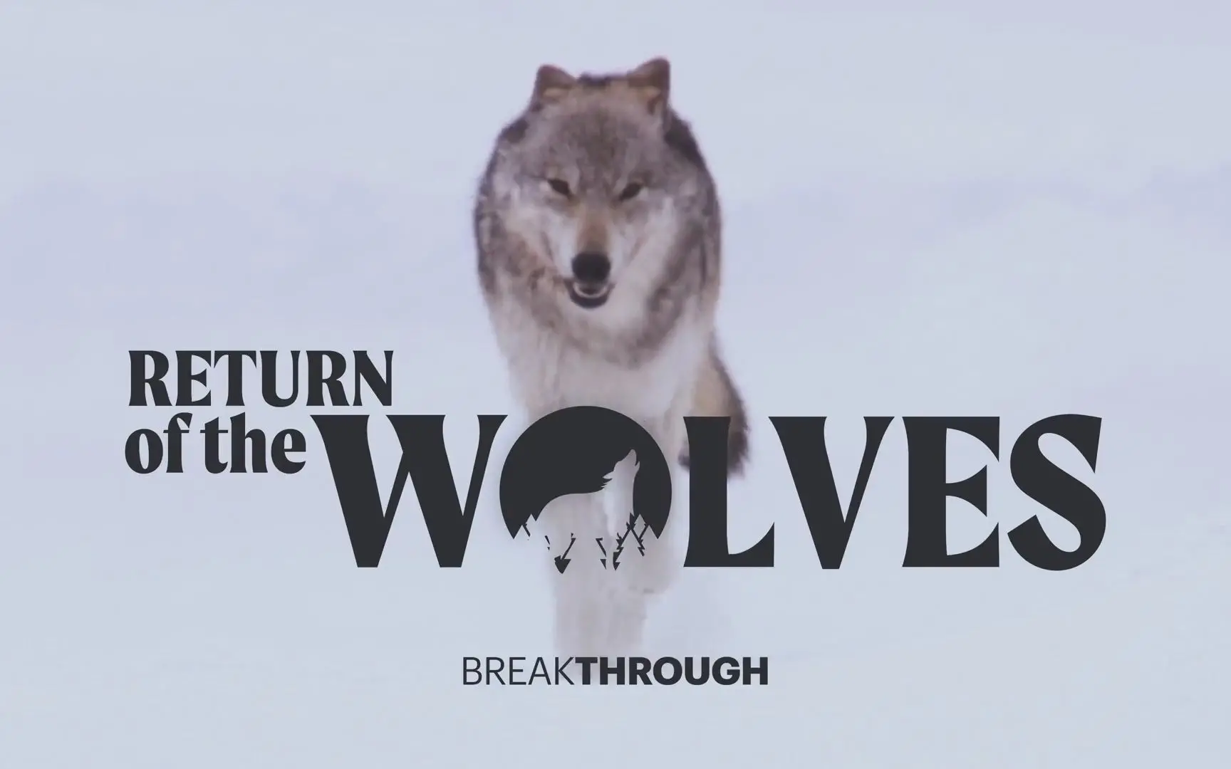 《狼》：当荒诞遇上武侠，一场笑到飙泪的江湖奇遇记